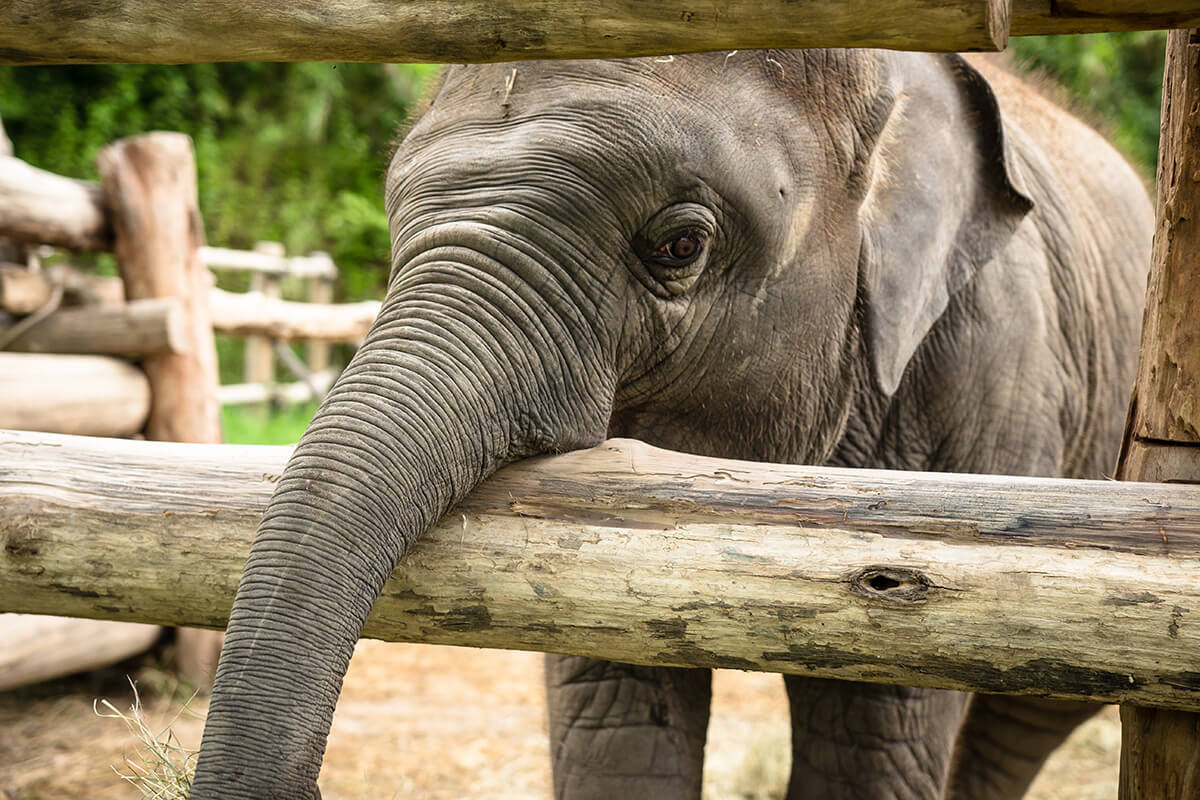 Save the Elephants – Save the Future