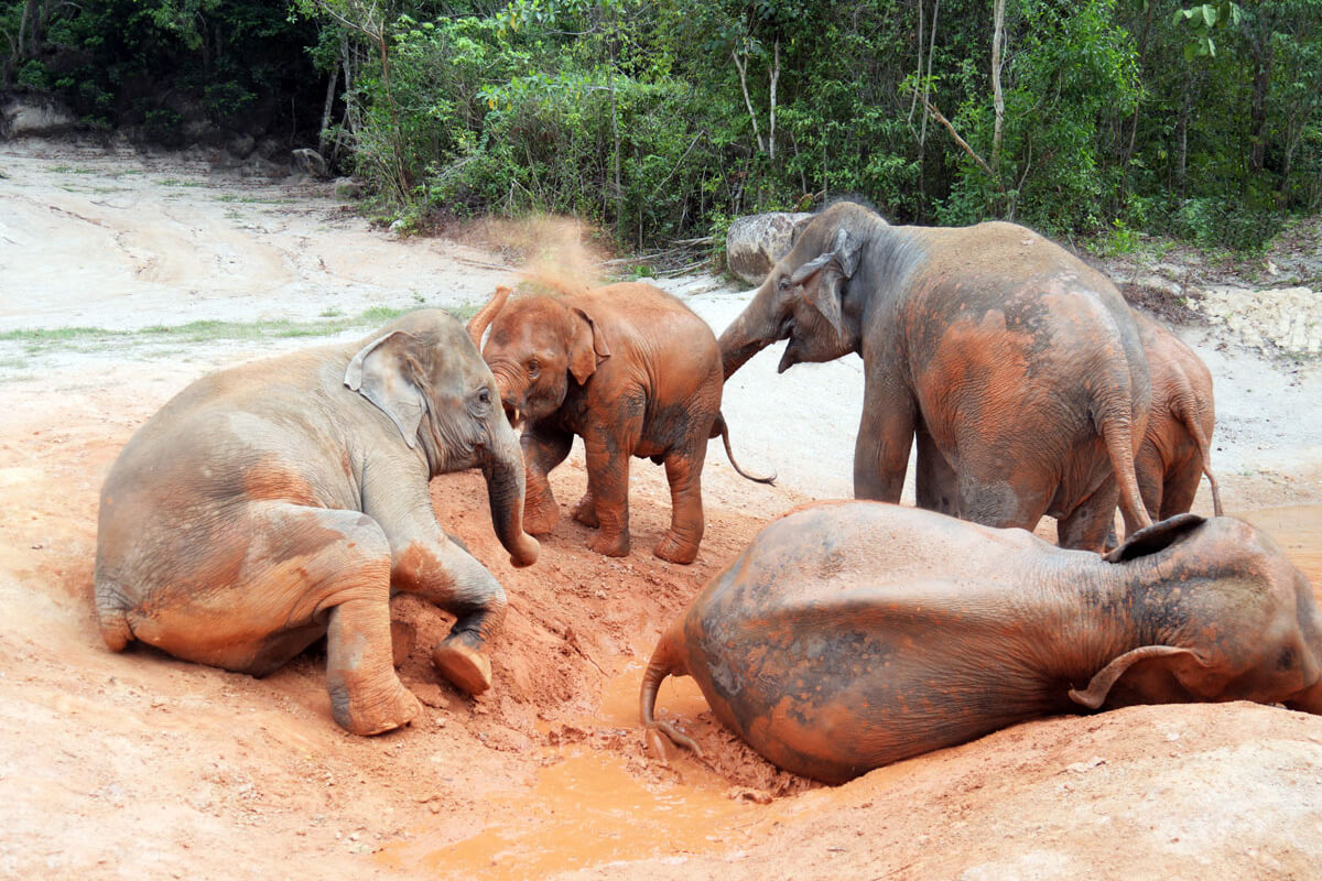 Save the Elephants – Save the Future