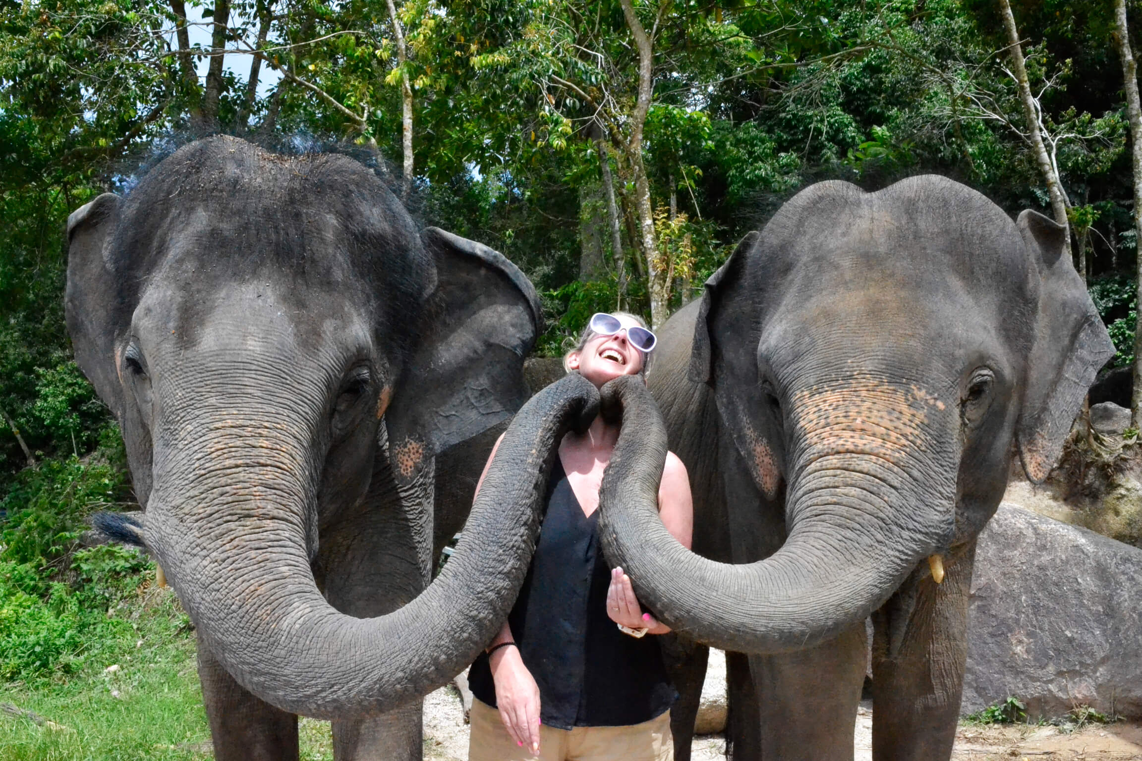 Joyful Elephant Feeding Experience