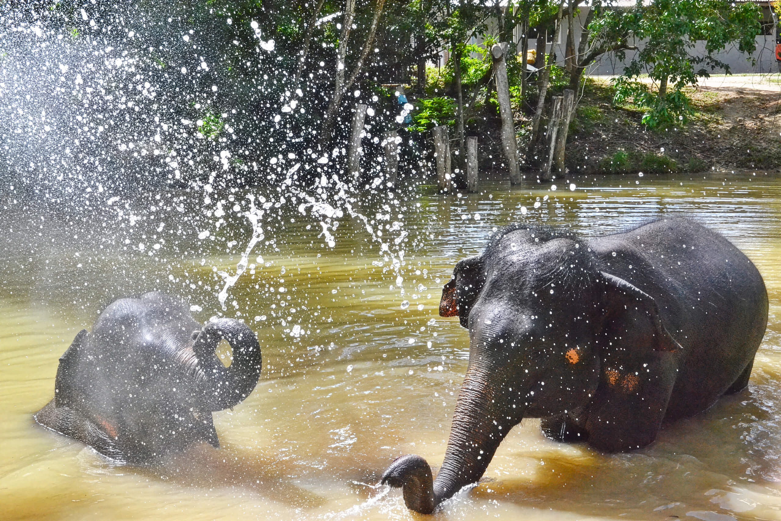 Bathing Elephants, Filling Hearts