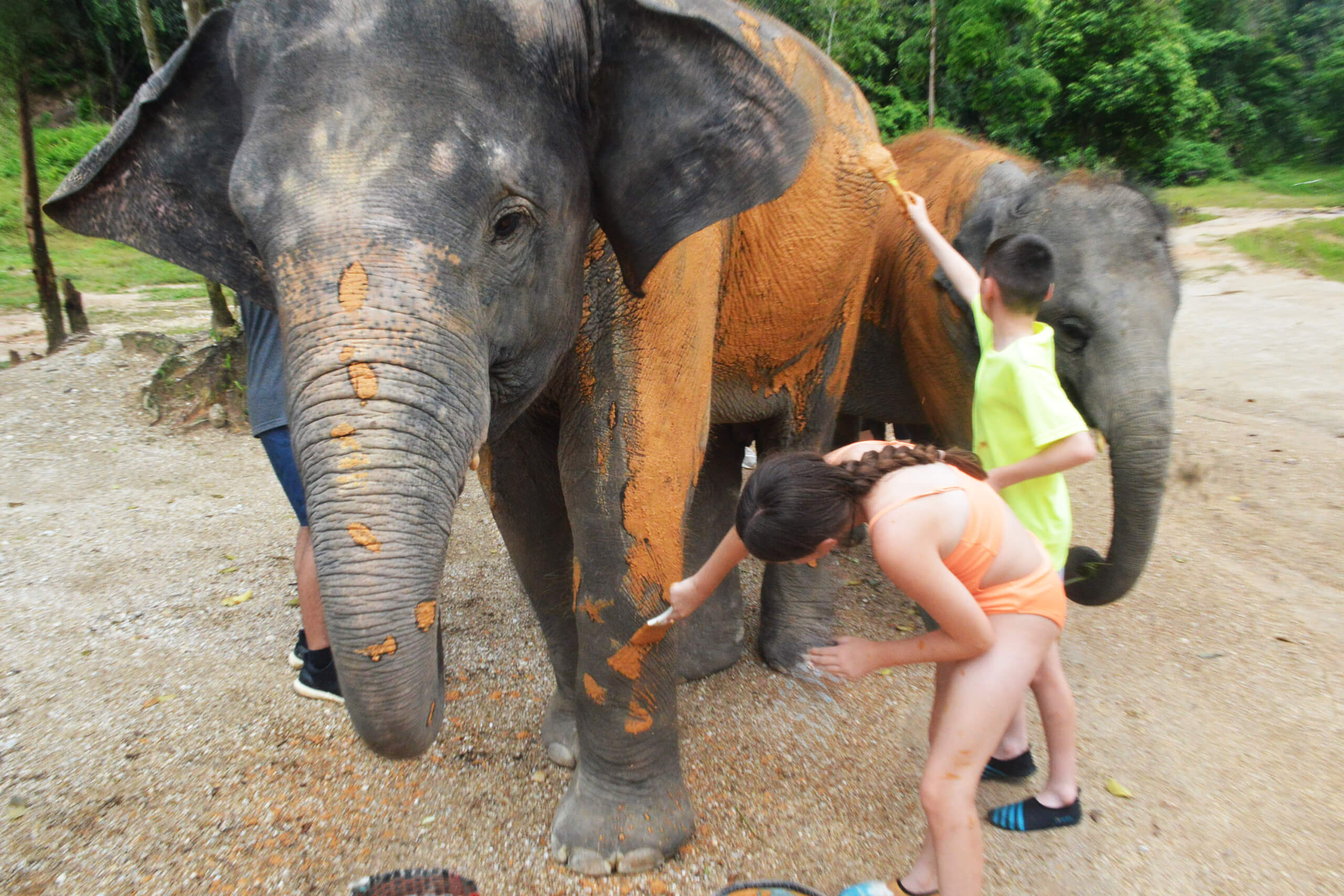 Elephant Save & Care