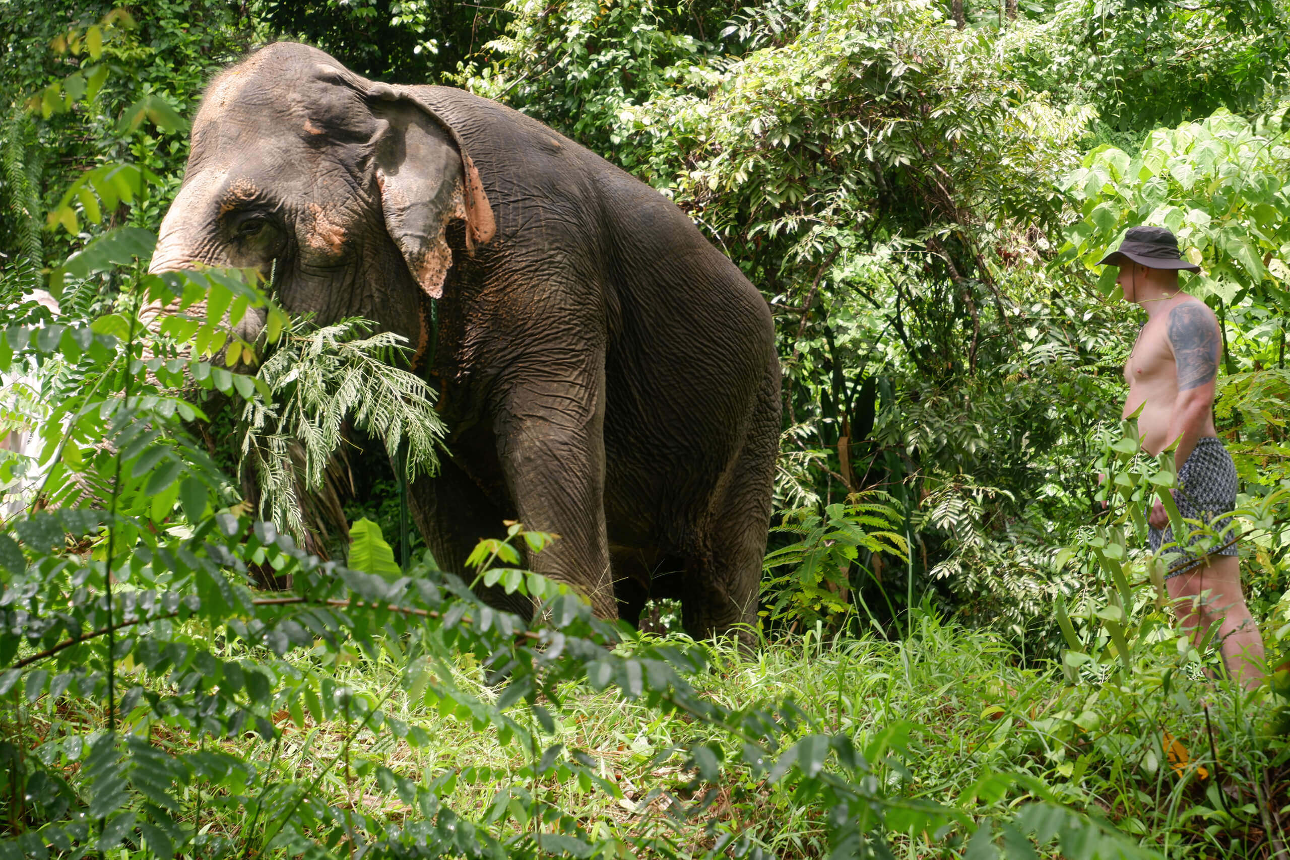VIP Elephant Harmony - Half Day Experience